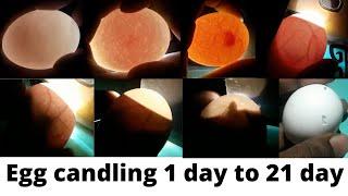 Egg candling  Super Simple Way to Candling Eggs Using a Mobile Phone