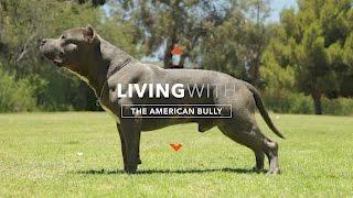 ALL ABOUT LIVING WITH THE AMERICAN BULLY