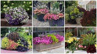 6 Container Combinations to Love   Garden Answer