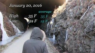 January 20 2016  Cold birdICEbirch treeCold tunnel