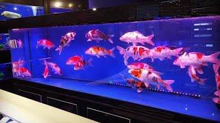 CARA MEMELIHARA IKAN KOI DI AQUARIUM DENGAN BAIK DAN BENAR