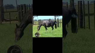 Égua vai parir #shortsvideo #shortsyoutube #videoshort #videoshorts #cavalos #cavalo