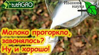 МОЛОКО НЕ КИСНЕТ стало горькое вонючее? Это просто спасение Горклое молоко - какая от него польза