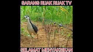 Jerat burung ruak ruak kebun jagung #shorts