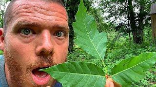 EAT POISON IVY  Build Immunity  Heal Allergy  Not A Doctor  Homesteading  Prepping