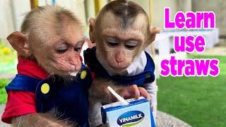 Baby monkeys Bon bon and Bi bi learn how to use a straw