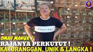 KING OF PERKUTUT  PUSAT PERKUTUT KATURANGGAN UNIK DAN LANGKA  TEKUKUR KUK 2 & LANGKA