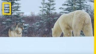 Wolf Pack Takes on a Polar Bear - Ep. 1  Wildlife The Big Freeze