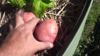 Self Seeding Potatoes Quick Pick Vegetable Growing Tip