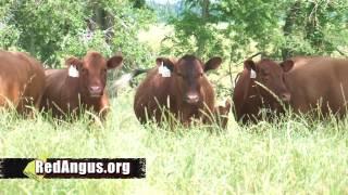 Red Angus Maternal Traits