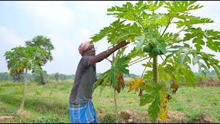 PAPAYA CHICKEN RECIPE  farm fresh papaya and chicken recipe by our grandfather & grandmother 