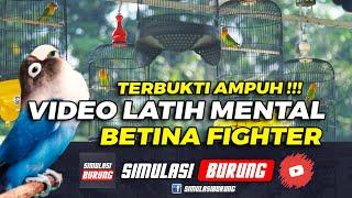 TERBUKTI AMPUH LATIH MENTAL LB  SIMULASI LOMBA LOVEBIRD BETINA FIGHTER