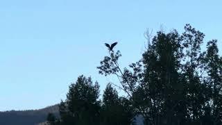 Osprey hunting for breakfast - Steamboat Springs Colorado Yampa River