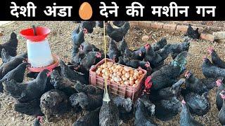 दुनिया की सबसे ज्यादा देशी अंडा  देने वाली देशी मुर्गी   Low Cost Desi Poultry Farming