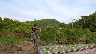 Rebuild bamboo vegetable beds. Growing vegetables kohlrabi cauliflower. Corn growing process