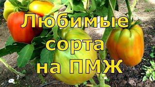 Мои любимые сорта томатов 10-ка лучших