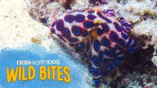 Octopuses HAVE 3 HEARTS and BLUE BLOOD  Wild Bites  BBC Earth Kids