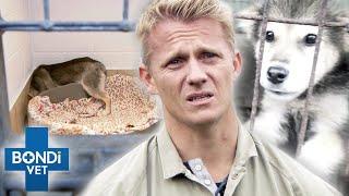 12 Dogs Rescued From Meat Trade Are So Shocked They Hide In Corners   Bondi Vet Clips  Bondi Vet