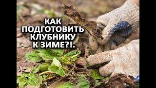 Как подготовить клубнику к зиме?.