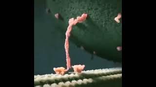 The Mysterious Protein in a Microscope - Just Watch This