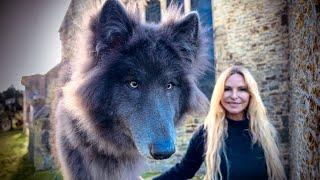 THE GIANT BLUE WOLF - Grown up & HUGE