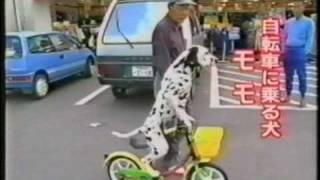 Japanarama Clip Dalmatian Riding a Bike.mpg