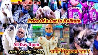 Price of a Cat in kolkata?বাচ্চা বিড়ালের দাম?Pet Shop Kolkata Price Update  Parsian Cat Rate