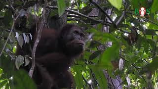 Acht weiteren Orang-Utans die Freiheit geschenkt  BOS  orangutan.de