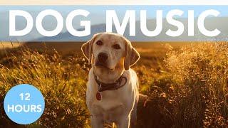 ASMR MUSIC FOR DOGS Calm Your Anxious Dog in Minutes NEW