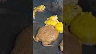 น่ารักทั้งนั้น #กบ #กบยักษ์ #africanbullfrogs #shortvideo