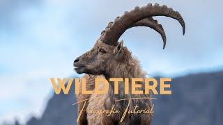 WILDTIERE fotografieren 3 Tipps & 1 Bildbearbeitung