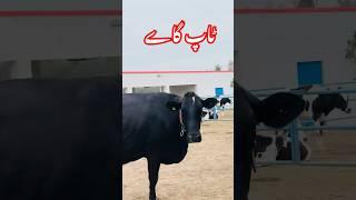 کراس گاے#youtube #ytsehorts #youtubeshorts #viralvideo #bismillahbes413 March 202413 March 2024