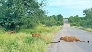 Old Hyena Gives Itself Up to The Lions