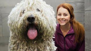 The LONGEST groom Ive EVER done  The Komondor Dog