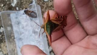 Borneo Heteroptera - True Bugs  Wanzen