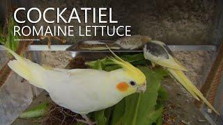 Cockatiels and Romaine Lettuce