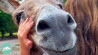 Rescues Donkeys Bond with Kids and Woman Doesnt Know Why?  Cuddle Farm