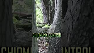 PELLET GUN SHOOTING CHIPMUNK ️  #hunting #shorts