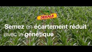 Semez en écartement réduit avec la génétique DEKALB