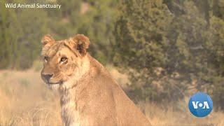 9 Lions From Odesa Ukraine Find New Life in United States  VOANews