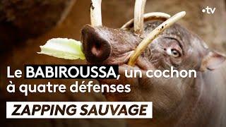 Cet étrange cochon se soigne avec lacupuncture - ZAPPING SAUVAGE