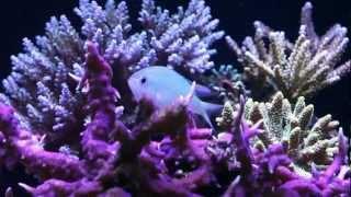 Digital-Reefs Hobbyist Showcase #1