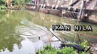 Solusi Mancing Ikan Nila Susah Makan