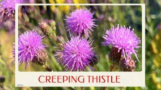 calm journey into the realm of creeping thistle Cirsium arvense canada thistle virtual tour