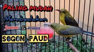 sangat mudah membedakan sogon anakan  paud jantan & betina