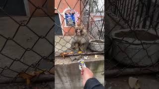 【2024】Pet Monkey Animal Funny