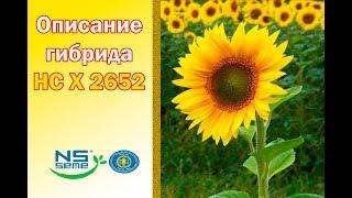 Подсолнечник НС Х 2652 описание гибрида - семена в Украине