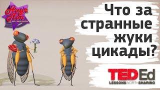  Что за странные жуки цикады?  ted ed на русском 