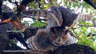 The Transformer A great horned owl does a super-stretch  Texas Backyard Wildlife