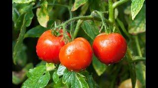 Как часто и сколько поливать томаты? Все о поливе помидор